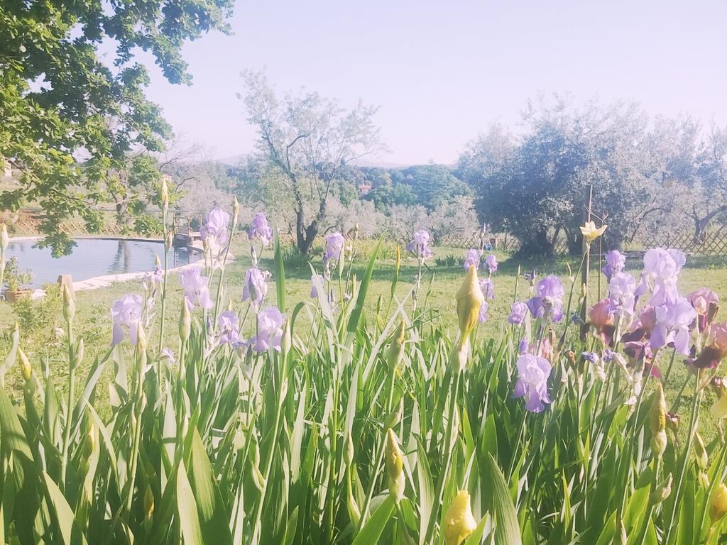 Agriturismo Il Poderino บิบโบนา ภายนอก รูปภาพ